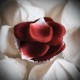 Explosion de petalos de rosa de Bijoux Indiscrets